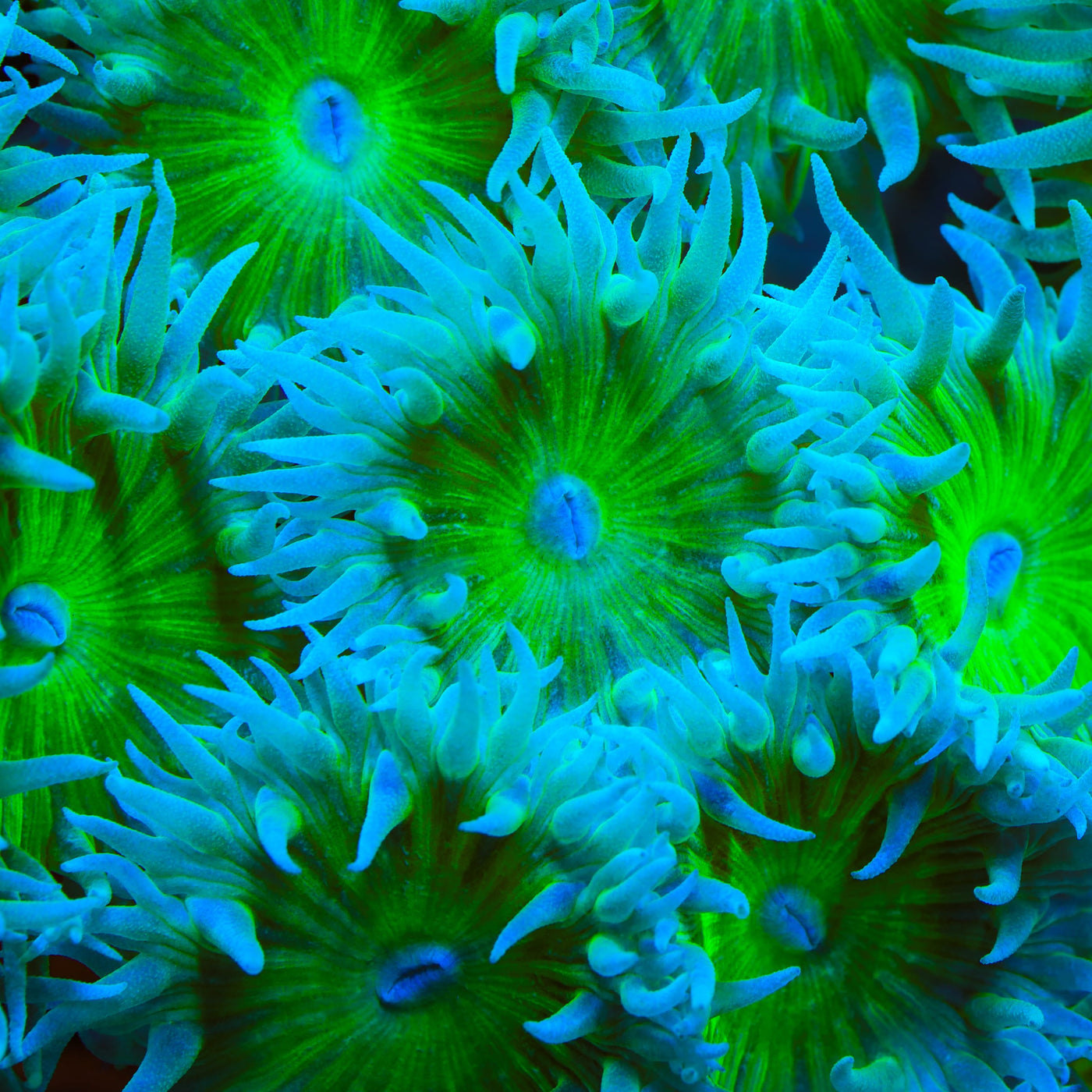 TSA Evergreen Duncan Coral