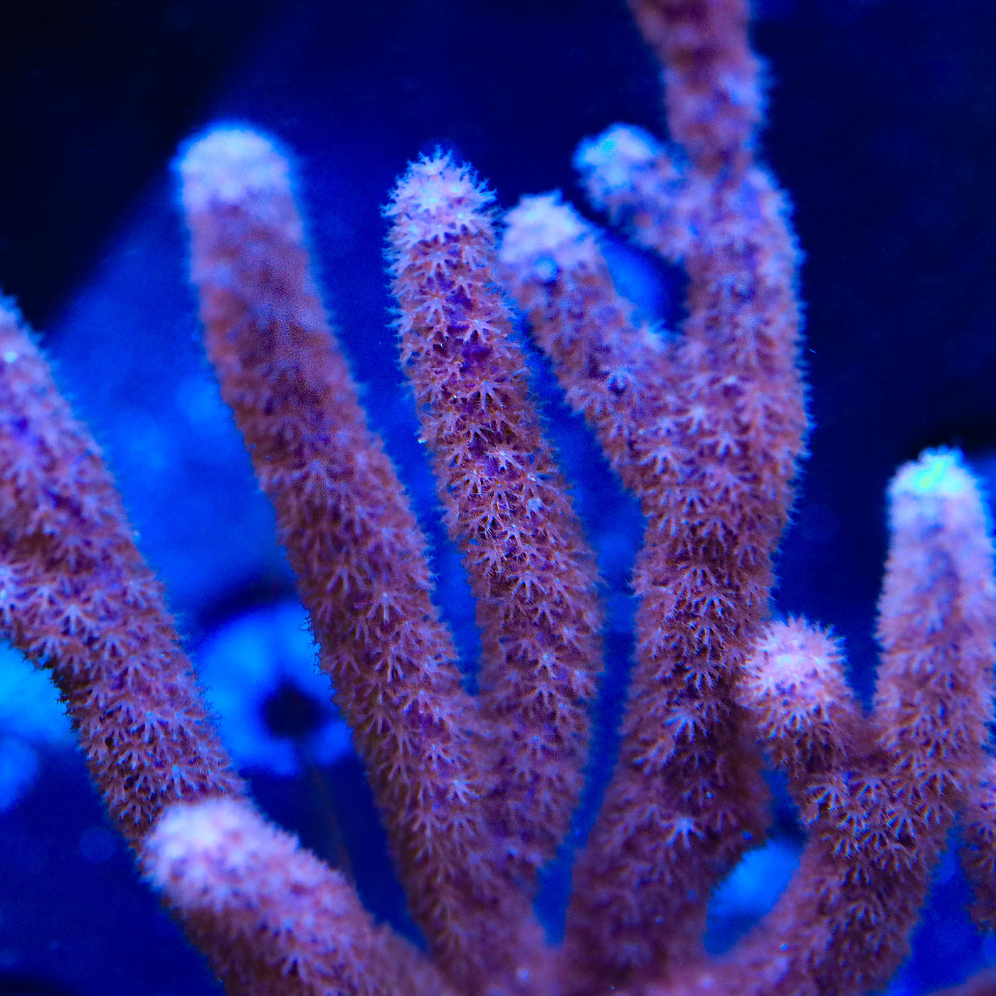 TSA Wonder Bloom Gorgonian Coral