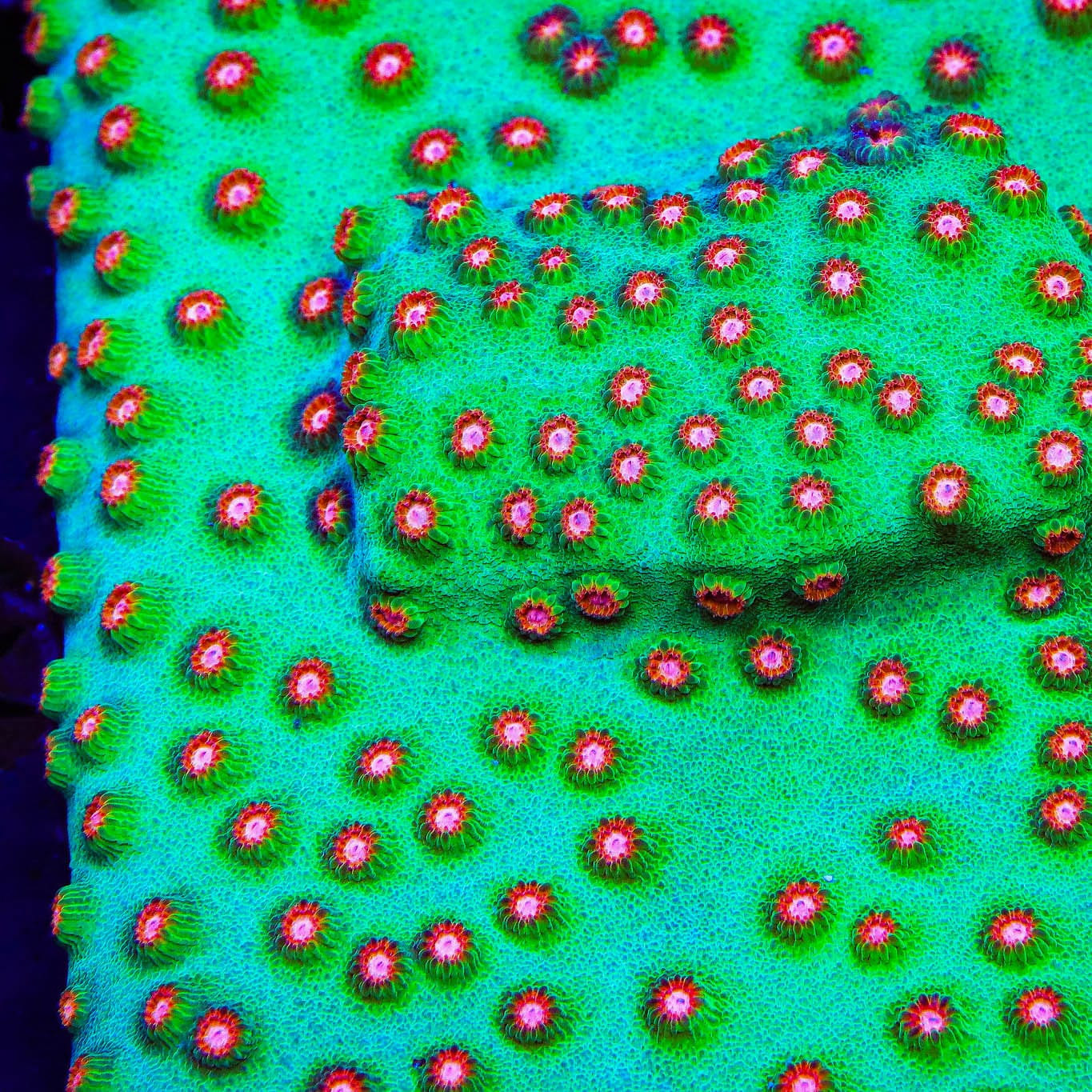 Jingle Bells Cyphastrea Coral