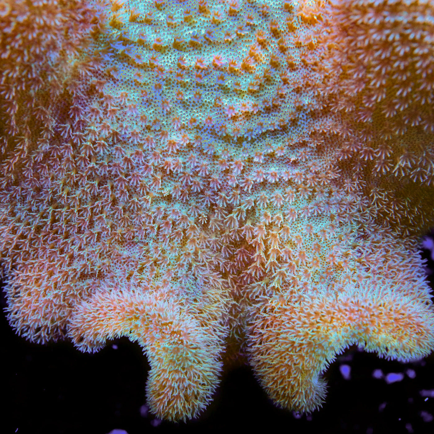 Yellow Fiji Toadstool Leather Coral